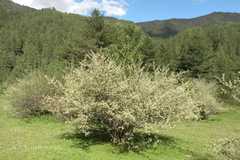 Elaeagnus parvifolia